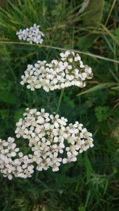 Flora Sandwijck