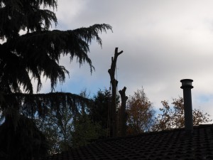 Bomen kappen Ermelo Harderwijk