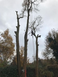 Boomverzorging en bomenkap Ermelo Harderwijk