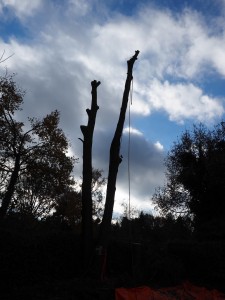 Boomverzorging en bomen kappen Ermelo Harderwijk