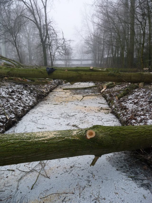 Bomen verwijderen in Zeewolde, Harderwijk e.o.