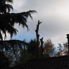 Bomen kappen Ermelo Harderwijk