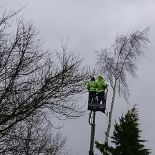 Bomen rooien en boomverzorging