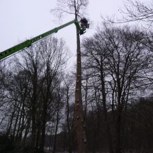 Boomverzorging en bomen rooien