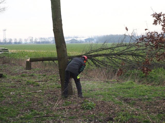 Bomen rooien, boomverzorging en tuinaanleg