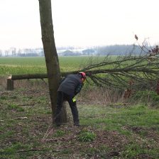 Bomen rooien, boomverzorging en tuinaanleg