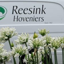 Bedrijfstuinen van Reesink Hoveniers in Zeewolde, Harderwijk, Soest en Bilthoven