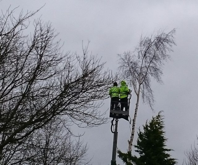 Bomen rooien en boomverzorging