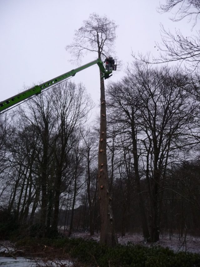 Boomverzorging en bomen rooien