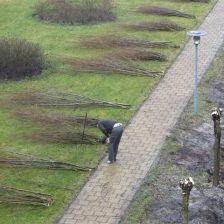 Wilgen knotten en wilgentenen schermen