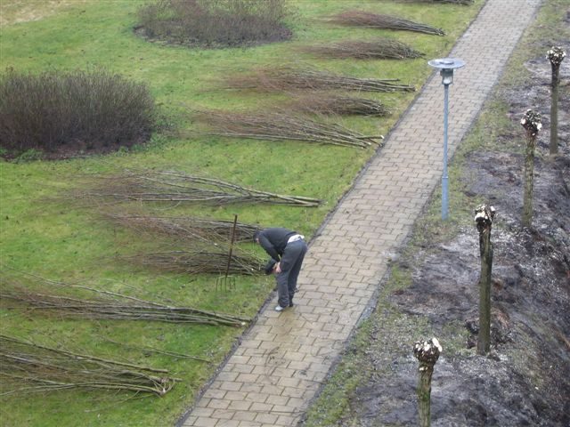 Wilgen knotten en wilgentenen schermen