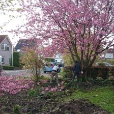 Bomen en beplanting rooien Zeewolde