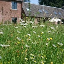 Tuinaanleg Stinsentuin De Bilt