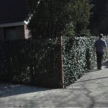 Erfafscheiding Kant en klaar Hederaschermen klimop