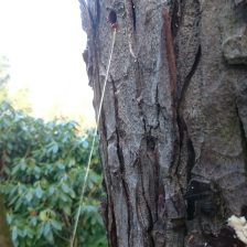 Boomverzorging en snoeien