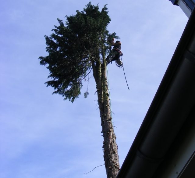 Tuinonderhoud De Bilt en Bilthoven