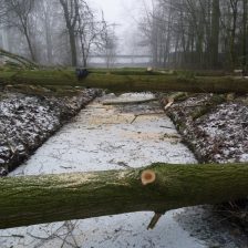 Bomen verwijderen in Zeewolde, Harderwijk e.o.