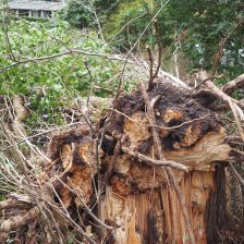 Boomverzorging Soest