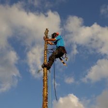 Bomen rooien Zeewolde