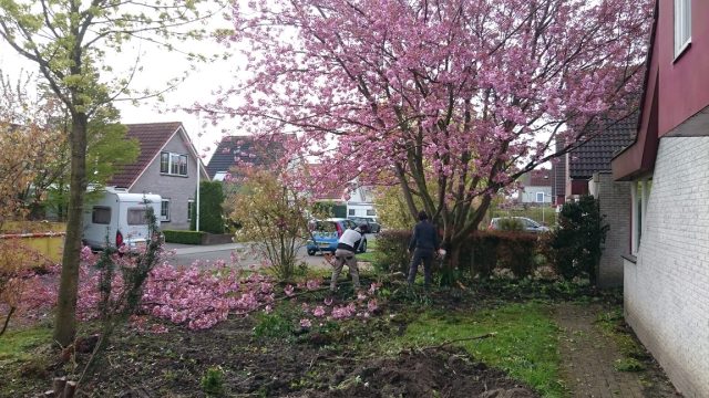 Bomen en beplanting rooien Zeewolde