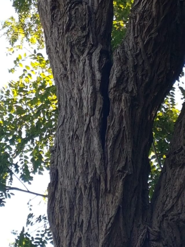 Boom rooien Harderwijk