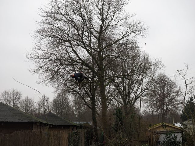 Boomverzorging Zeewolde RCN