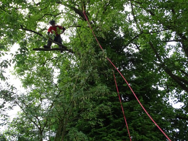 Boomverzorging m.b.v. klim- en afvangtechniek