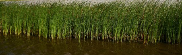 Onderhoud bedrijfsterrein Zeewolde Bisofloor