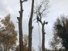 Boomverzorging en bomenkap Ermelo Harderwijk