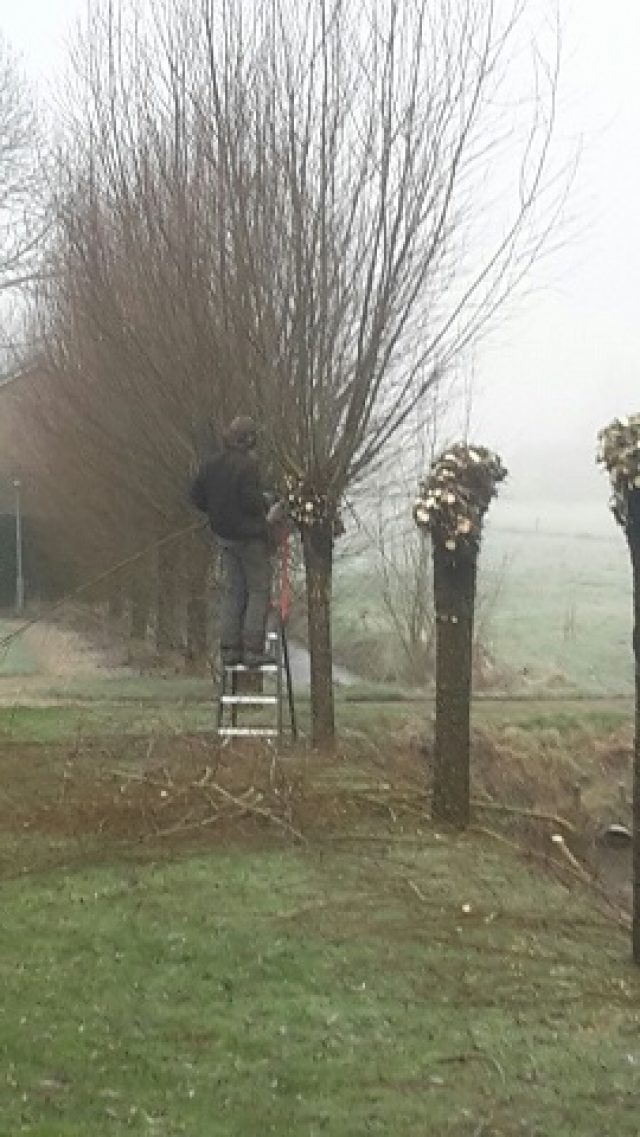 Snoeien en onderhoud bomen