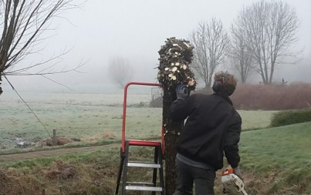 Snoeien en onderhoud bomen