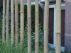 Bamboe en transparantie