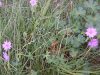 Bermooievaarsbek - Geranium pyrenaicum