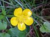 Kruipende boterbloem - Ranunculus repens