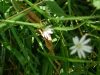 Grasmuur - Stellaria graminea