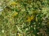 St.-Janskruid (Hypericum perforatum) Algemeen - Geneeskrachtig