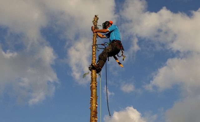 Kappen van bomen... ook om moeilijk toegankelijke plaatsen